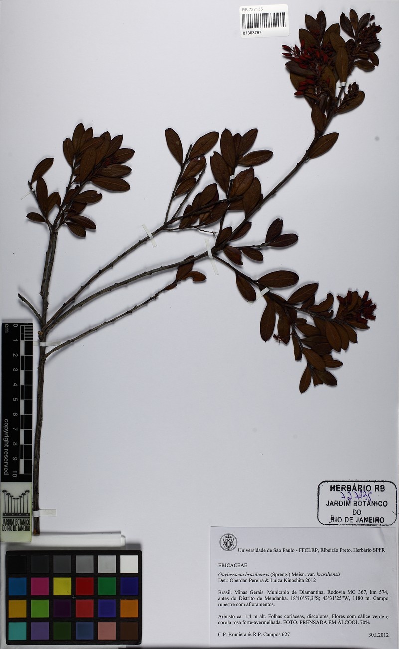 Gaylussacia brasiliensis var. brasiliensis photo 4