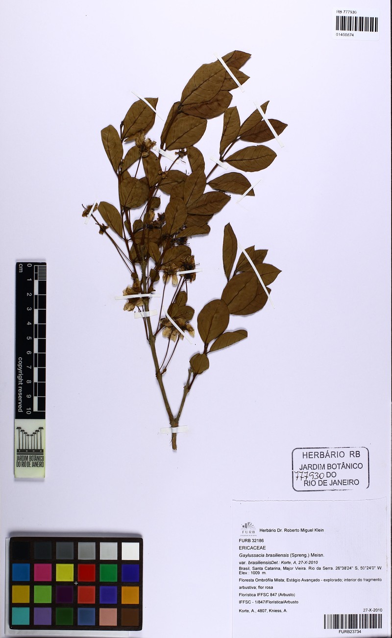 Gaylussacia brasiliensis var. brasiliensis photo 5
