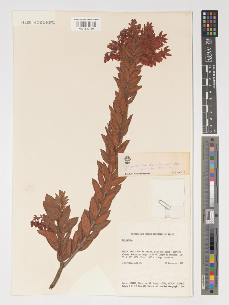 Gaylussacia brasiliensis var. nervosa