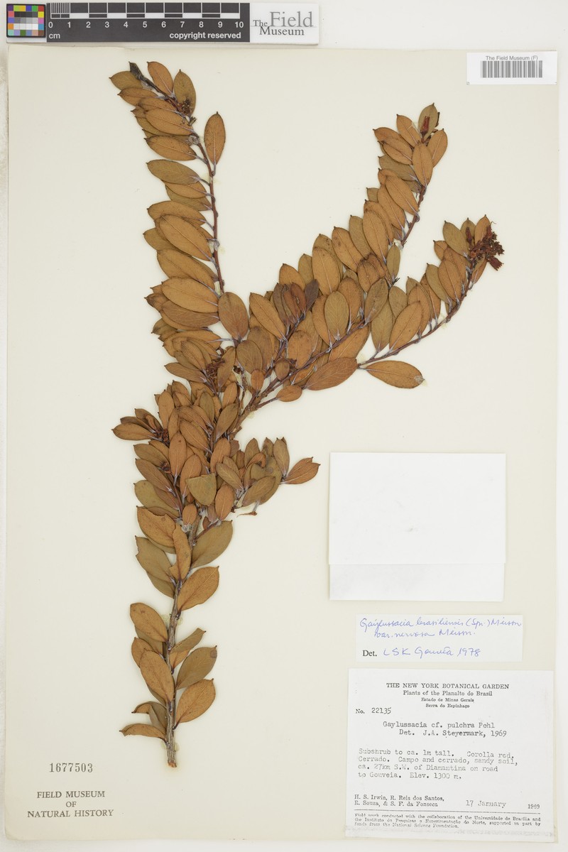 Gaylussacia brasiliensis var. nervosa photo 2