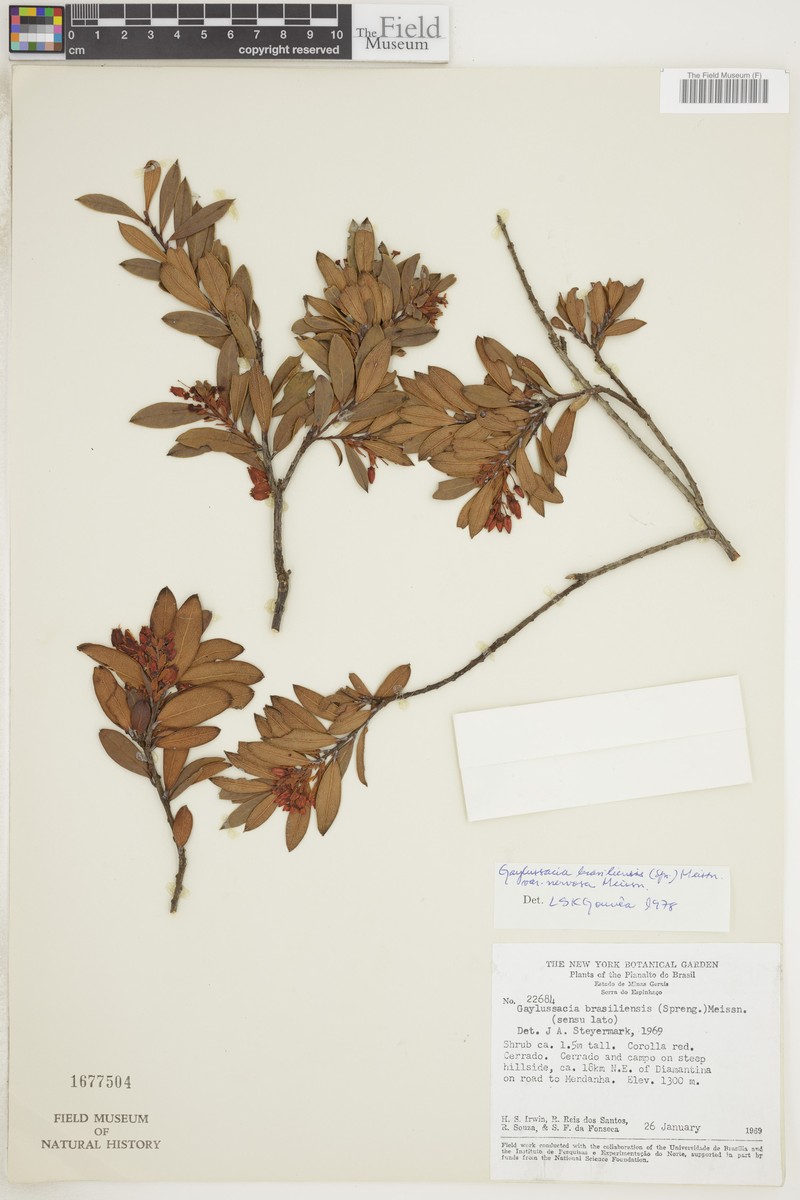 Gaylussacia brasiliensis var. nervosa photo 3