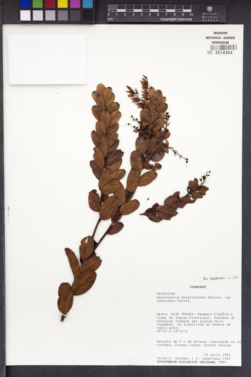 Gaylussacia brasiliensis var. pubescens