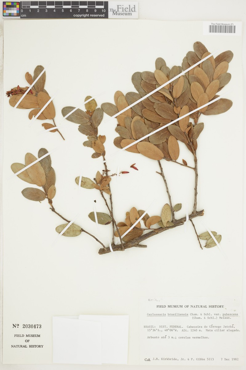 Gaylussacia brasiliensis var. pubescens photo 2