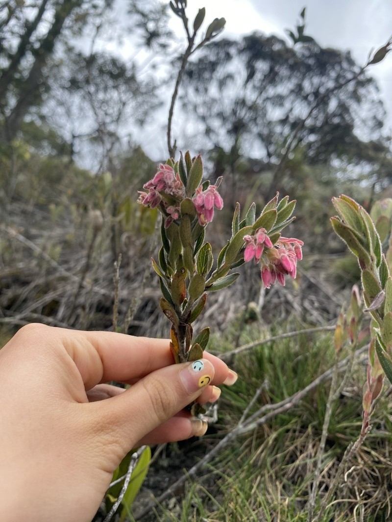 Gaylussacia buxifolia