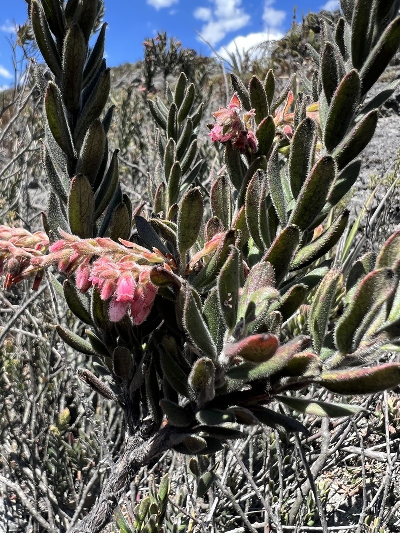 Gaylussacia buxifolia photo 2