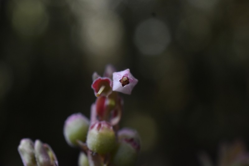 Gaylussacia buxifolia photo 4