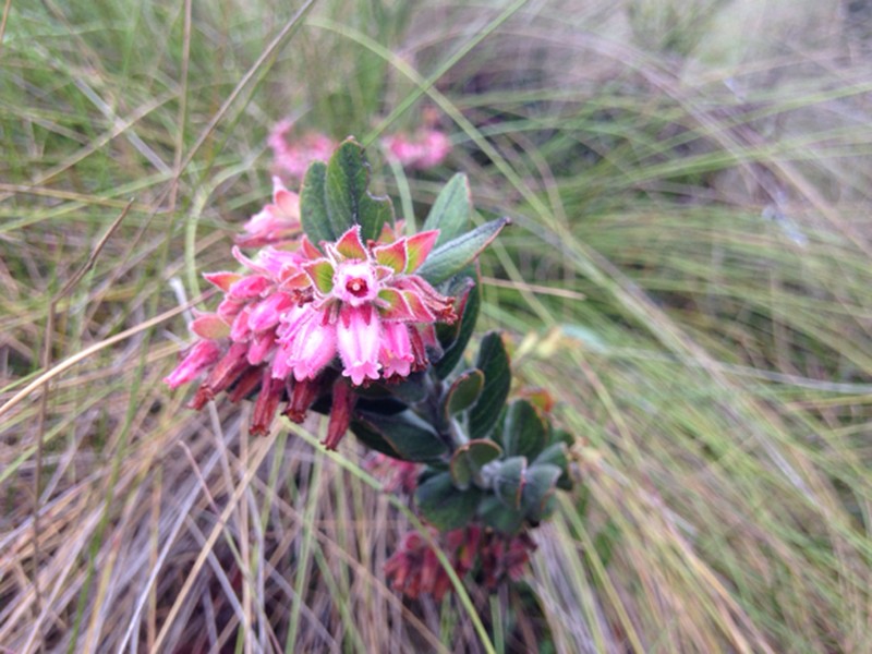 Gaylussacia buxifolia photo 5