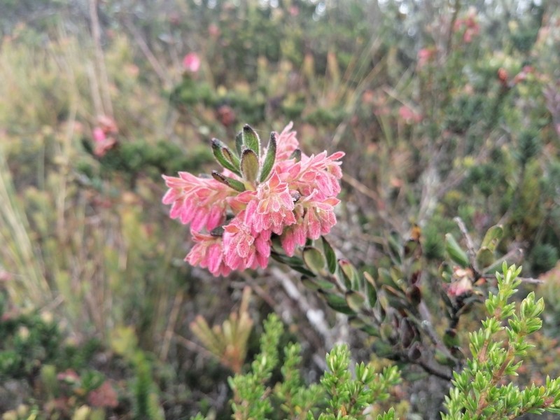 Gaylussacia buxifolia photo 6
