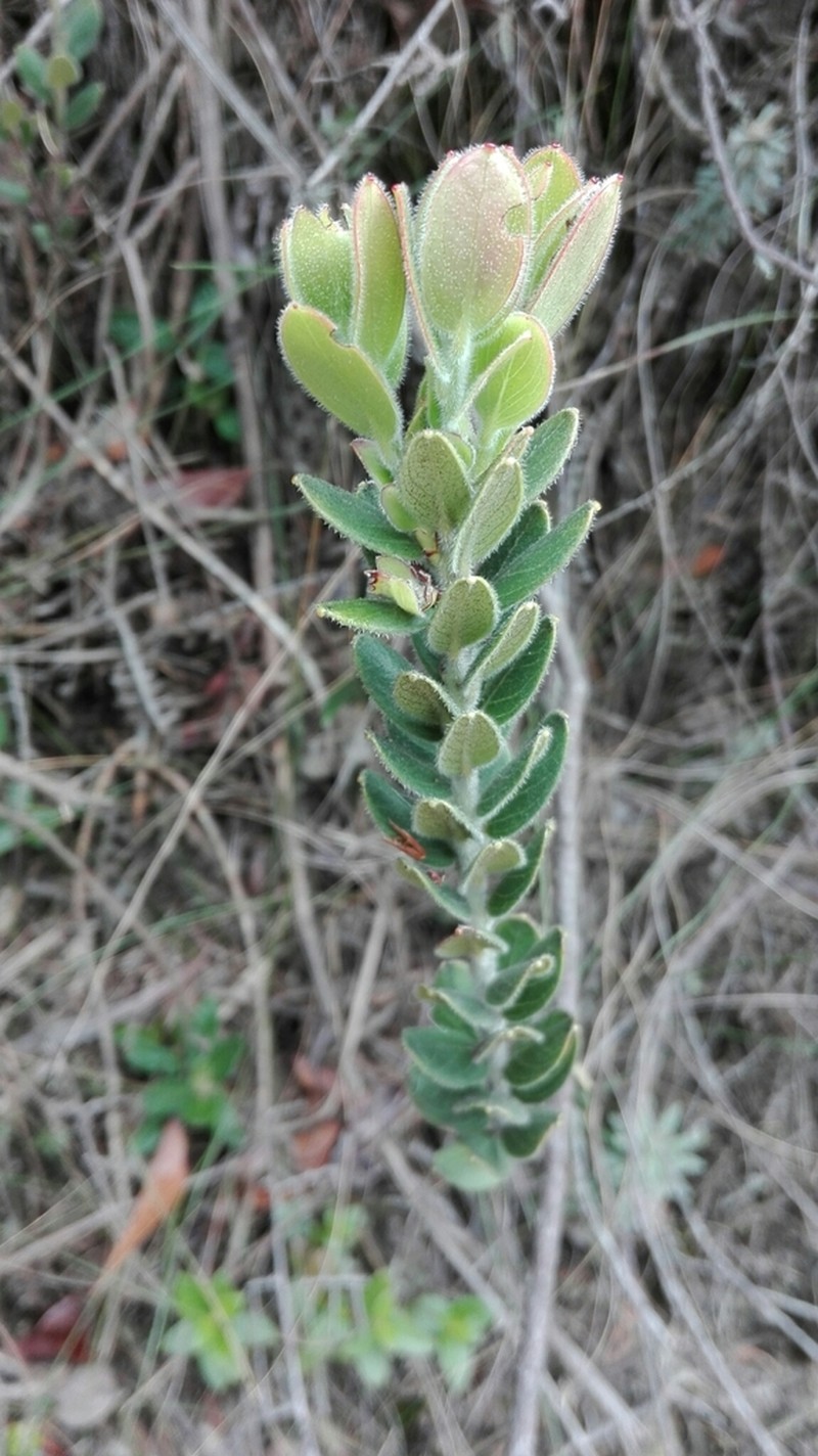 Gaylussacia buxifolia photo 7
