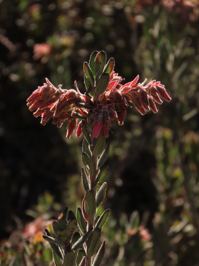 Gaylussacia buxifolia photo 8