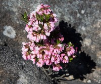 Gaylussacia caparoensis
