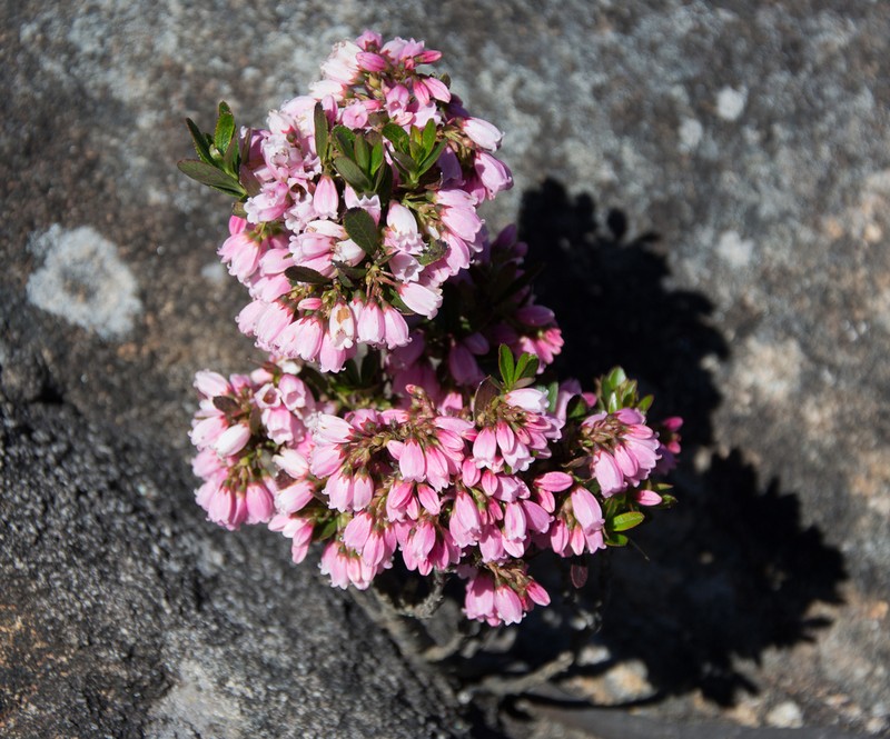 Gaylussacia caparoensis