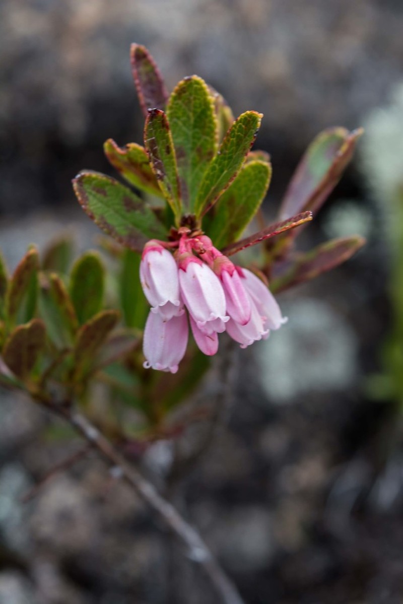 Gaylussacia caparoensis photo 2