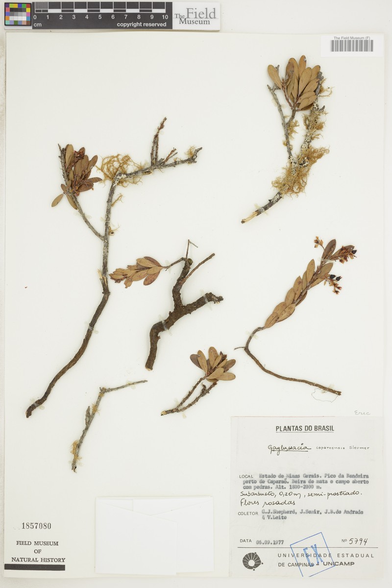 Gaylussacia caparoensis photo 3