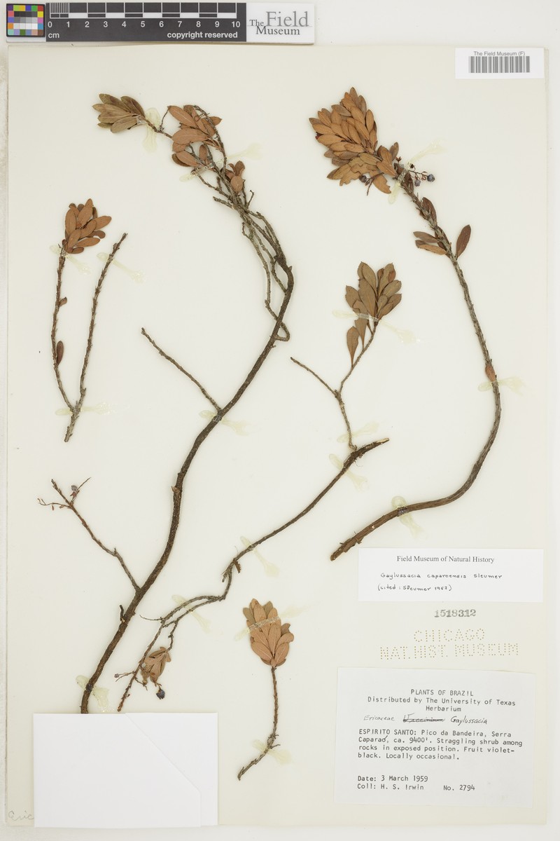 Gaylussacia caparoensis photo 4
