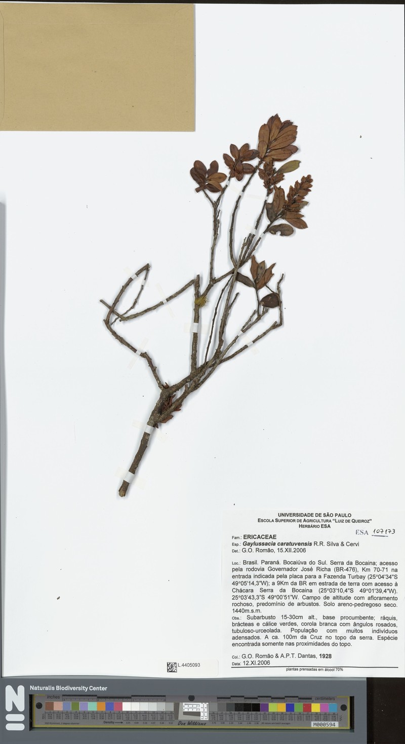 Gaylussacia caratuvensis