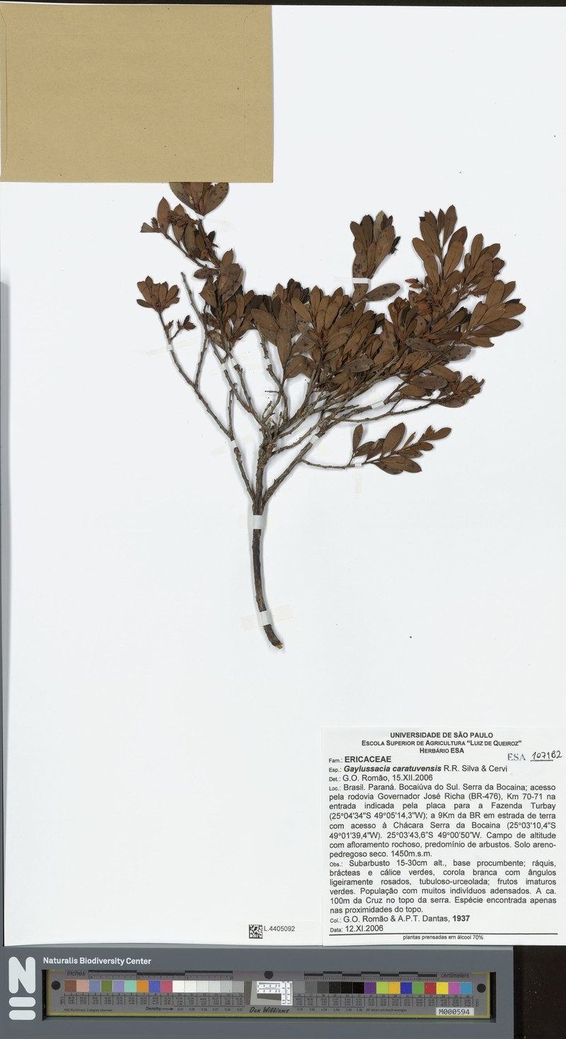 Gaylussacia caratuvensis photo 2