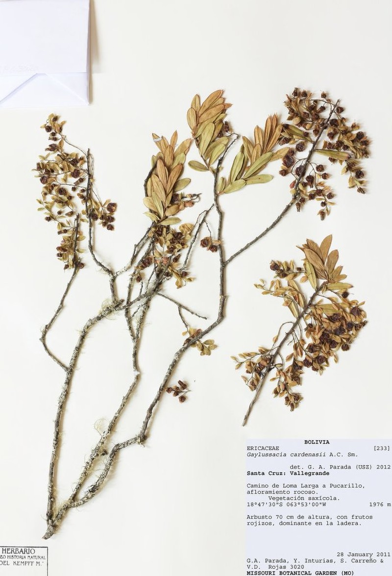 Gaylussacia cardenasii