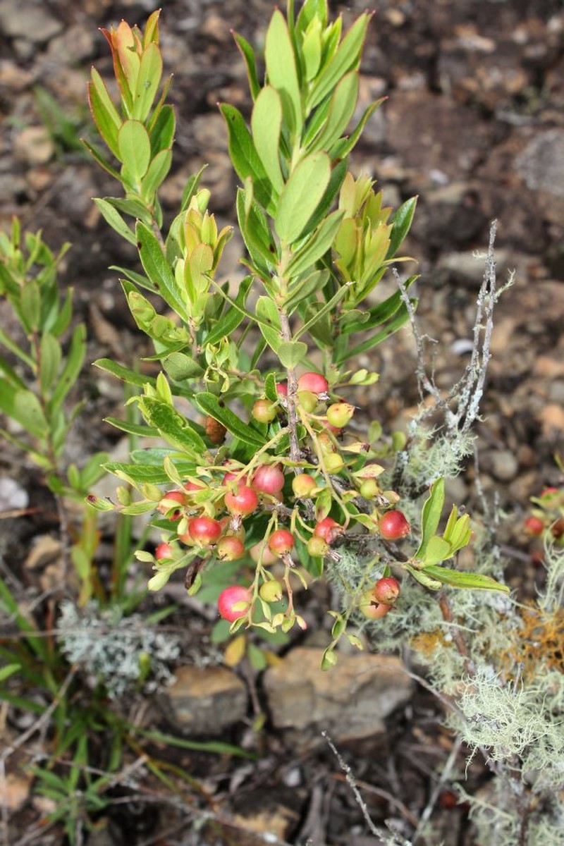 Gaylussacia cardenasii photo 2