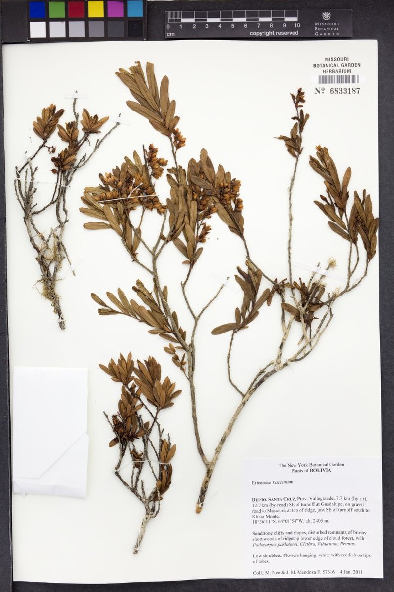 Gaylussacia cardenasii photo 3