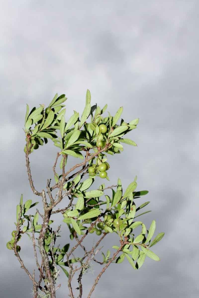 Gaylussacia cardenasii photo 4