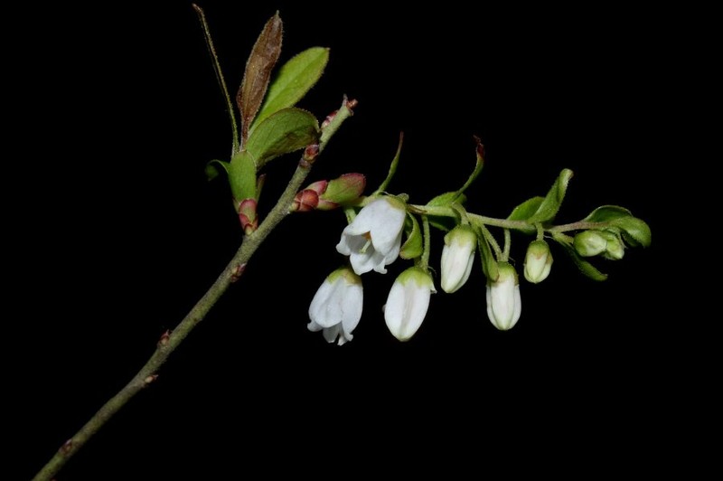 Gaylussacia cardenasii photo 5