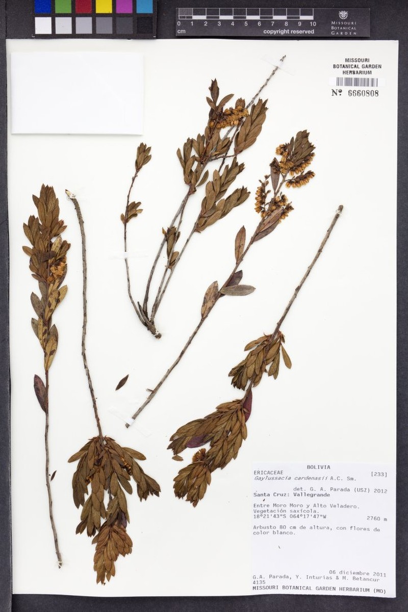 Gaylussacia cardenasii photo 6