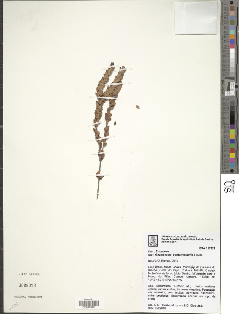 Gaylussacia centunculifolia