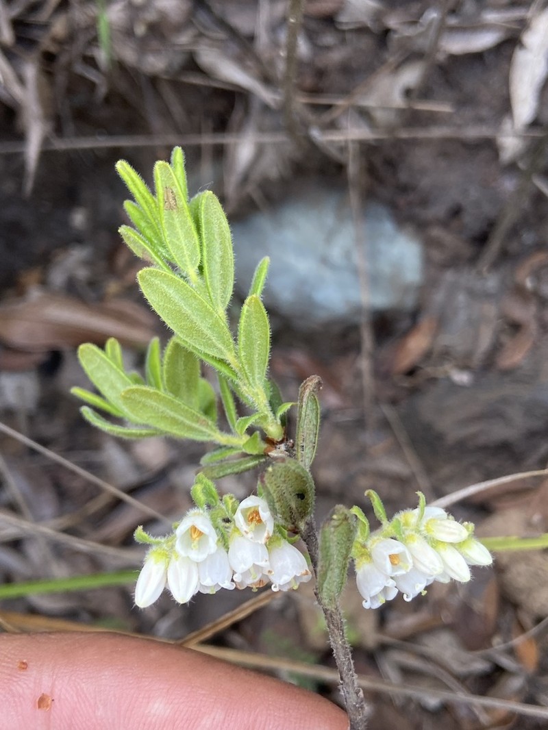 Gaylussacia chamissonis