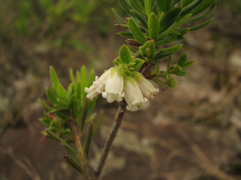 Gaylussacia chamissonis photo 2