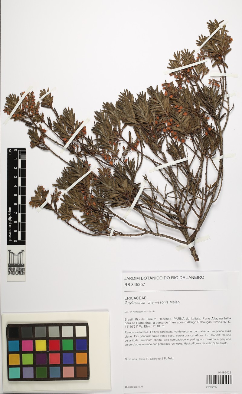 Gaylussacia chamissonis photo 3