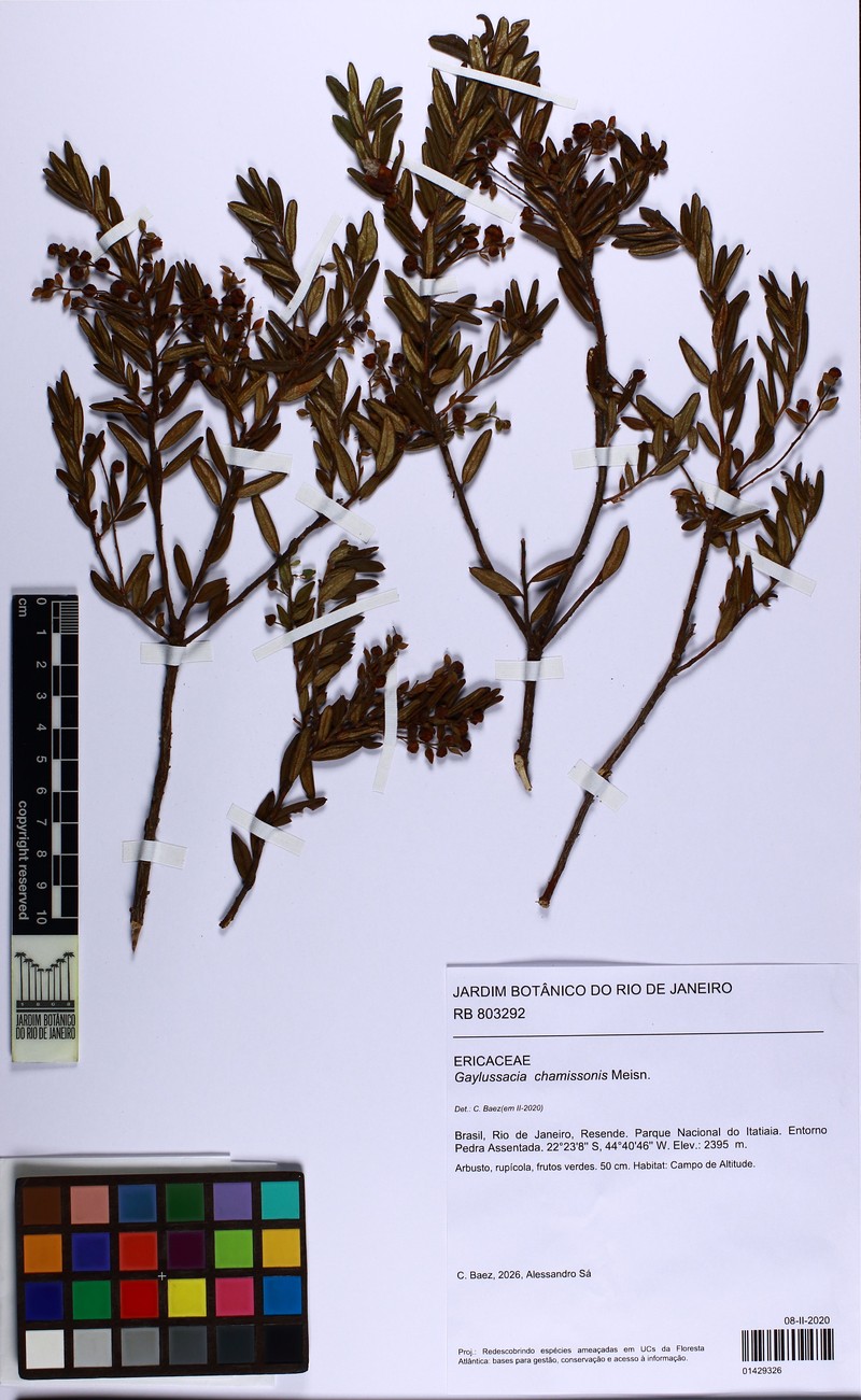 Gaylussacia chamissonis photo 4