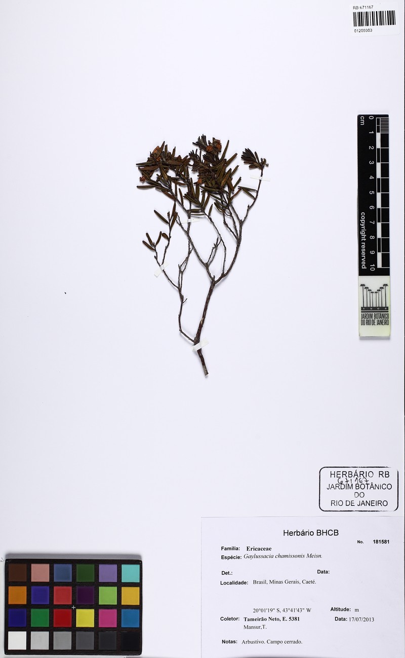 Gaylussacia chamissonis photo 5