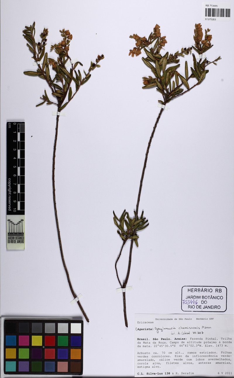Gaylussacia chamissonis photo 6