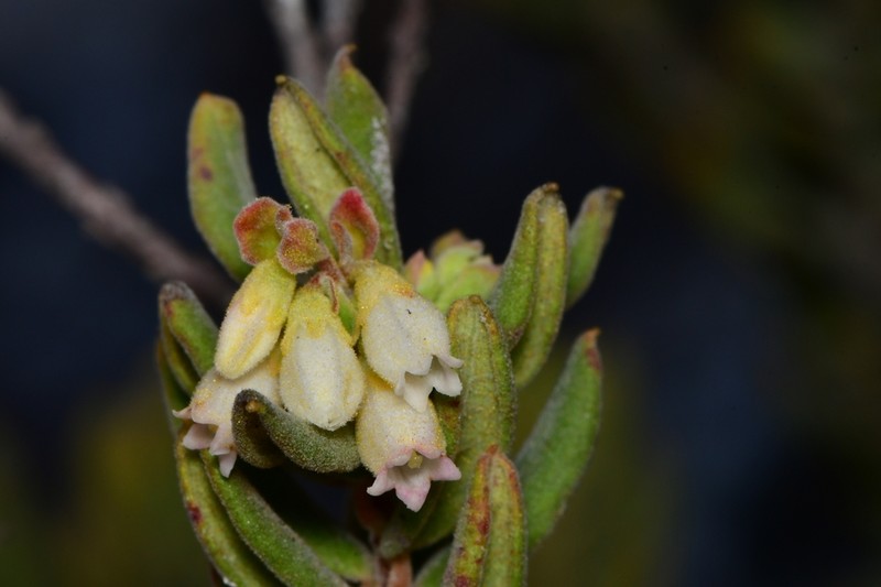 Gaylussacia cinerea