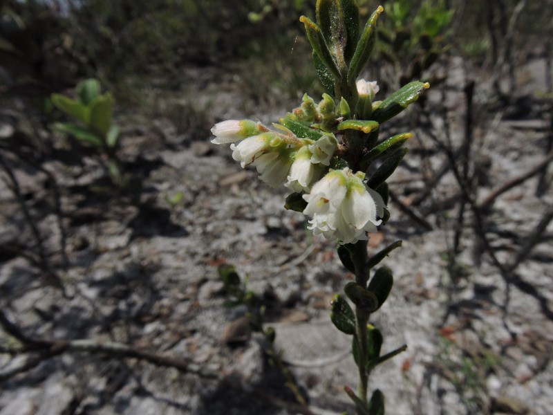 Gaylussacia cinerea photo 2