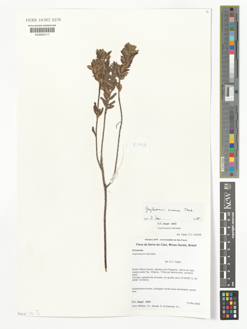 Gaylussacia cinerea photo 4