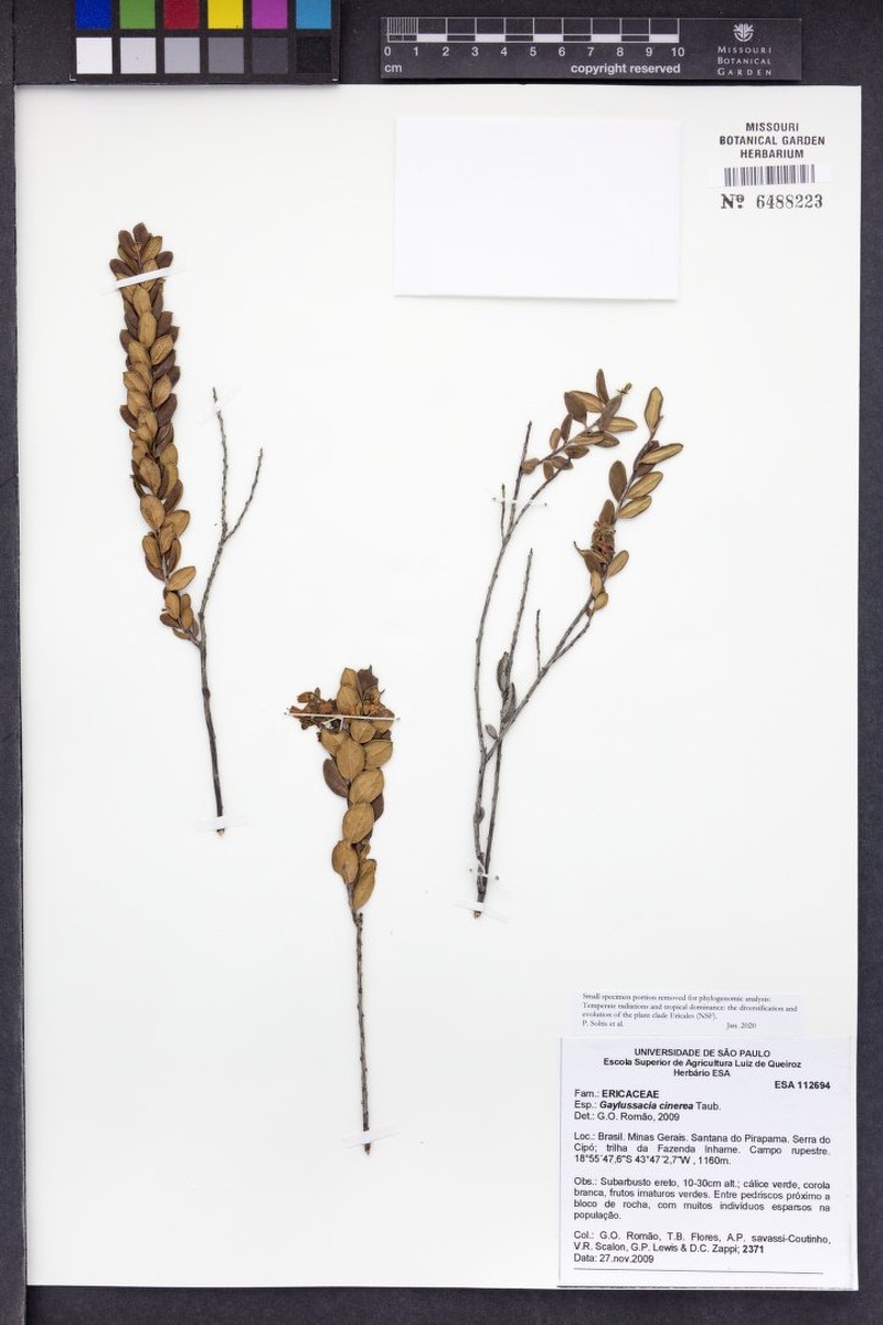 Gaylussacia cinerea photo 5