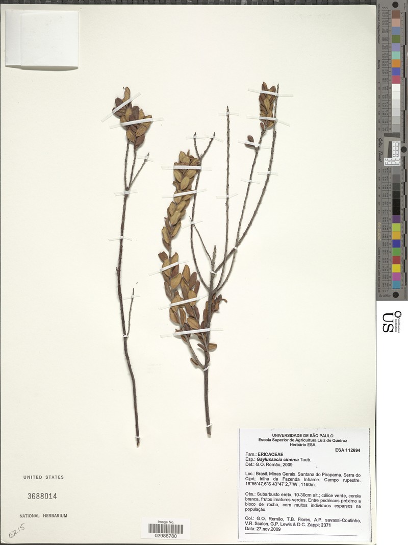 Gaylussacia cinerea photo 6