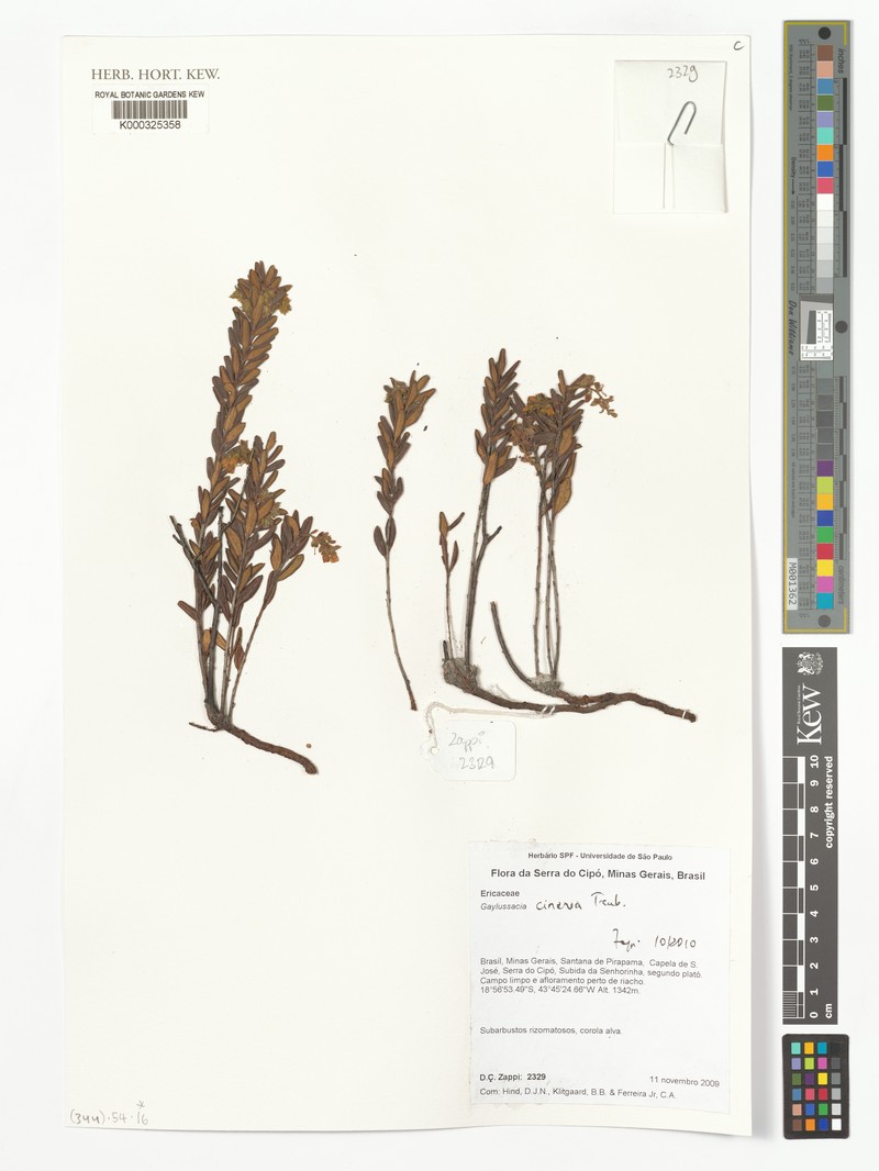 Gaylussacia cinerea photo 7
