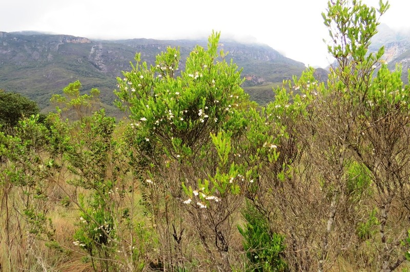 Gaylussacia decipiens
