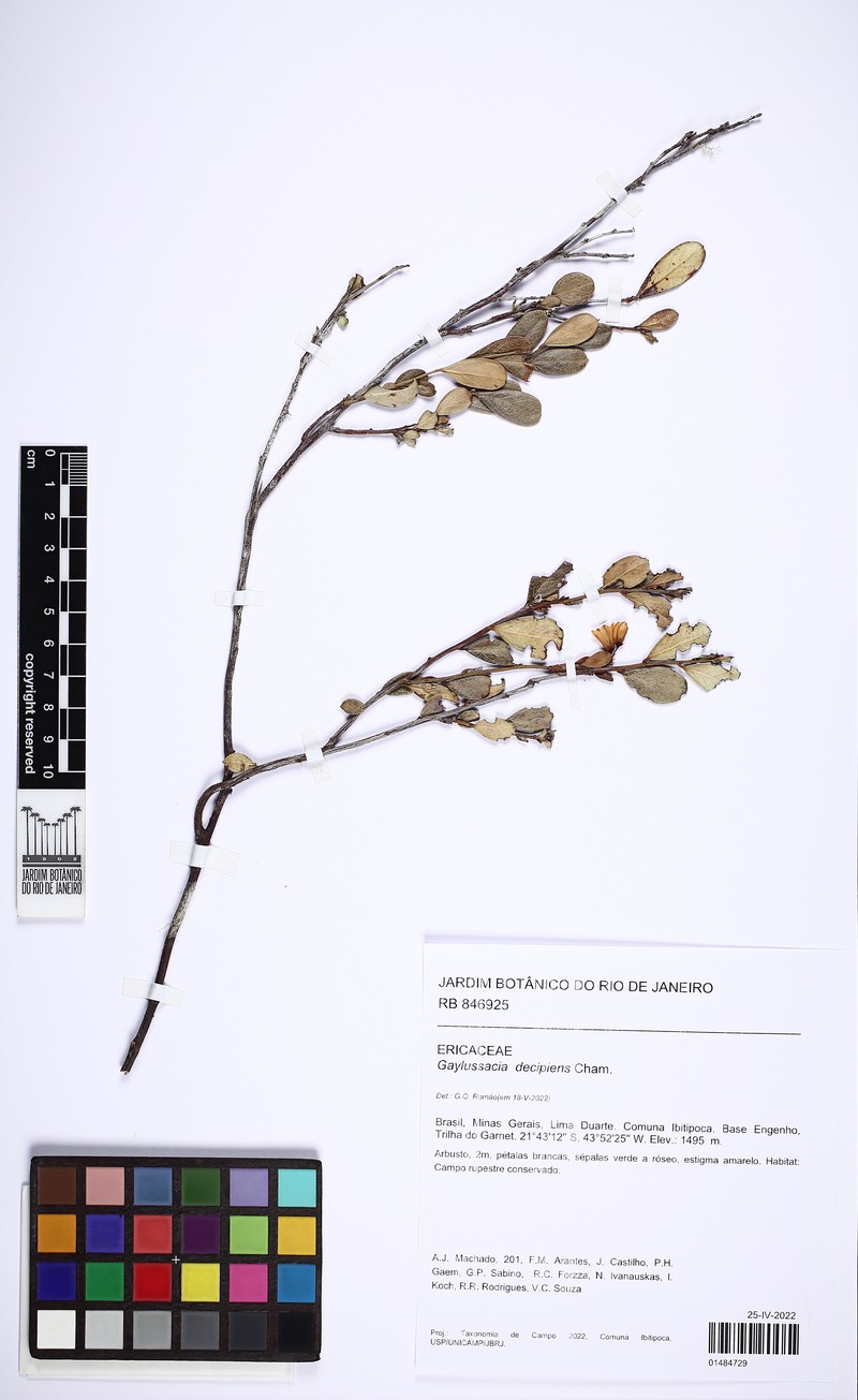 Gaylussacia decipiens photo 2