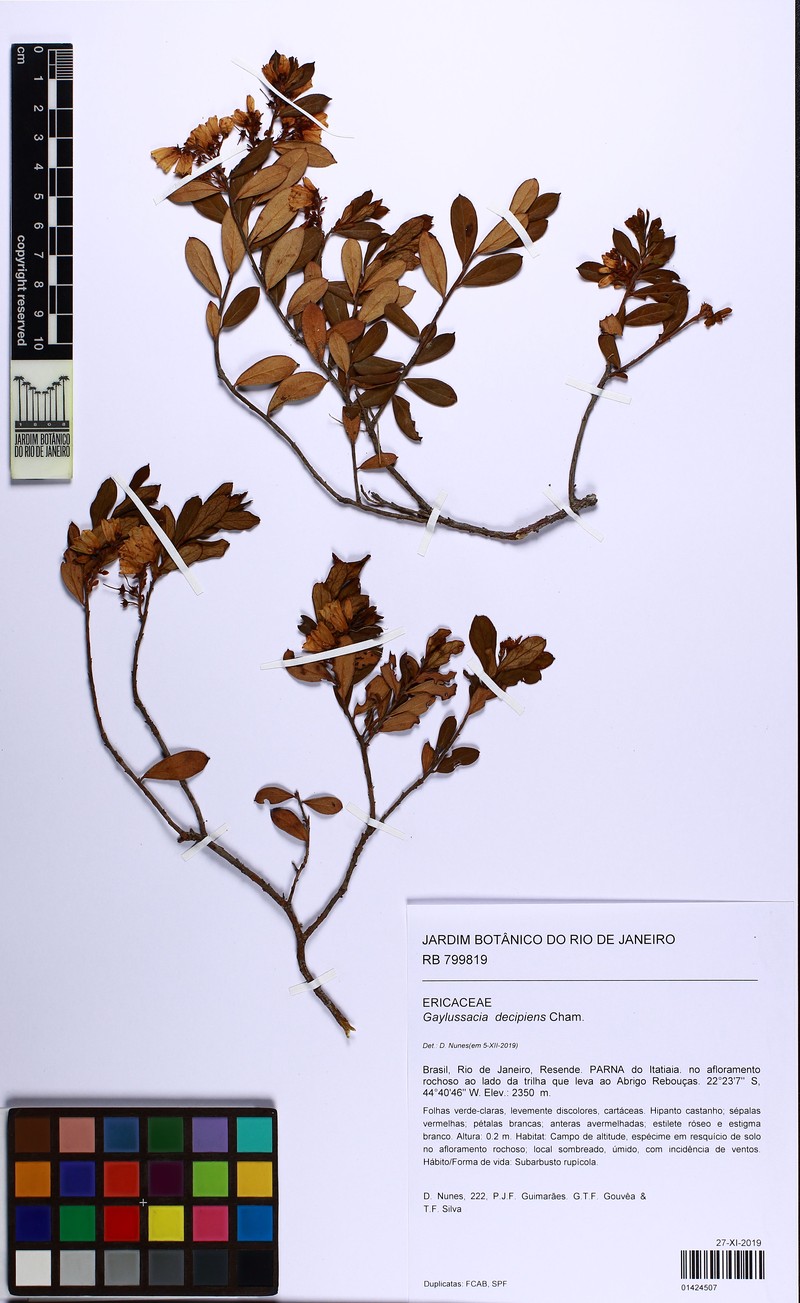 Gaylussacia decipiens photo 3