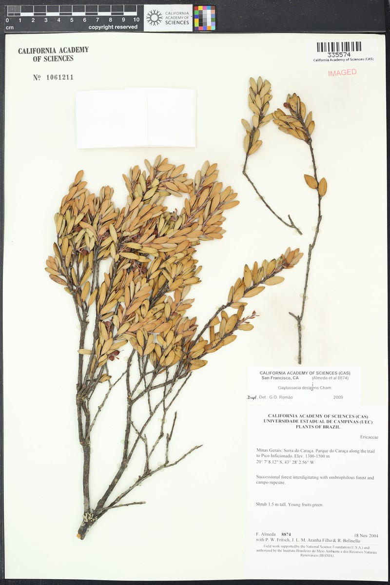 Gaylussacia decipiens photo 4