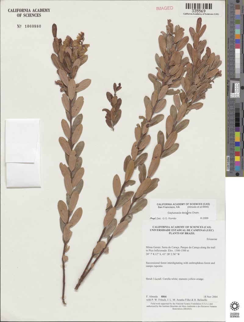 Gaylussacia decipiens photo 5