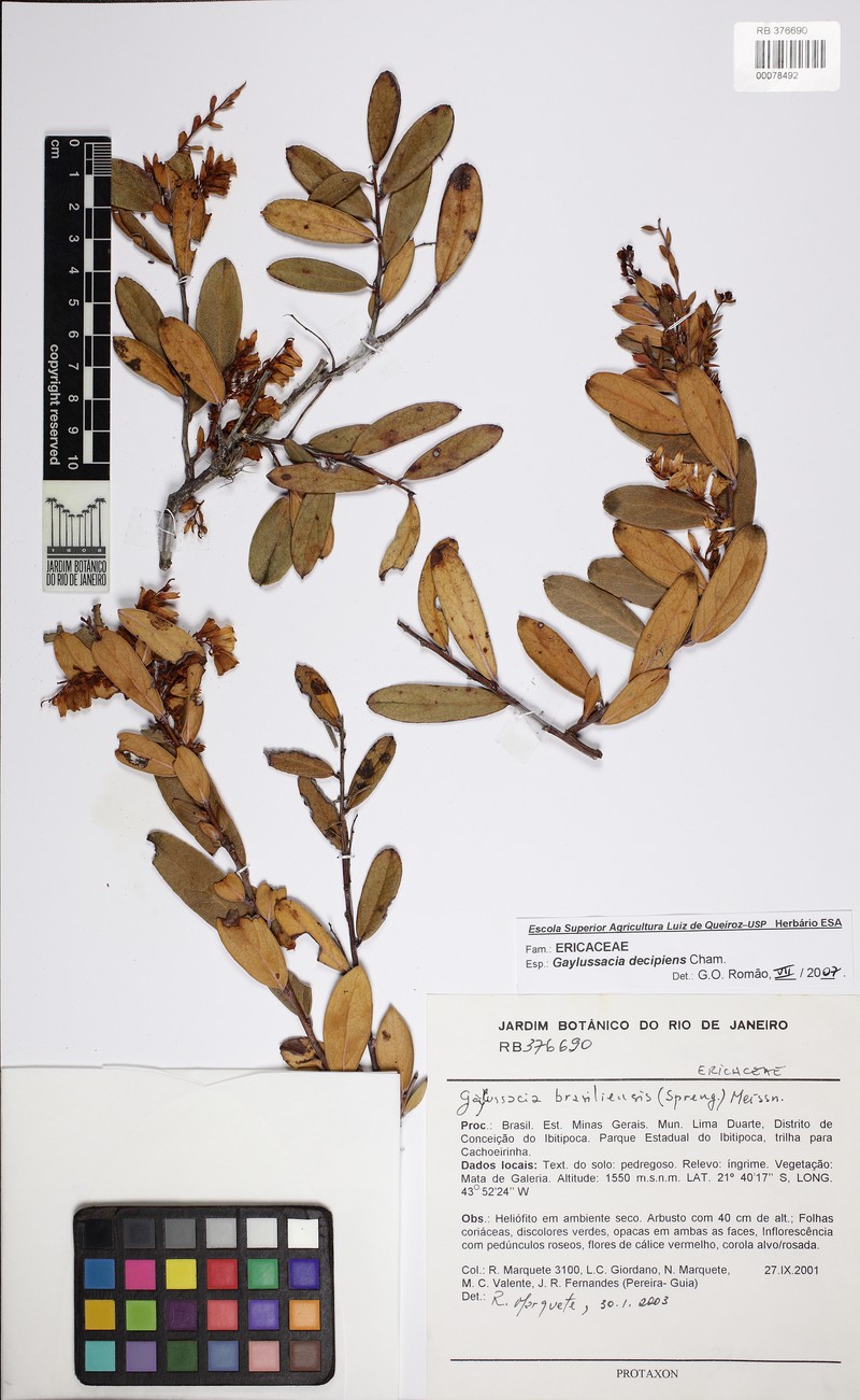 Gaylussacia decipiens photo 6