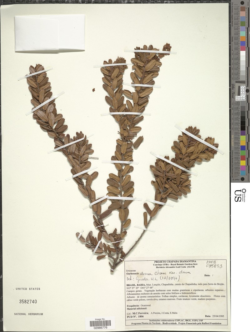 Gaylussacia decipiens photo 7