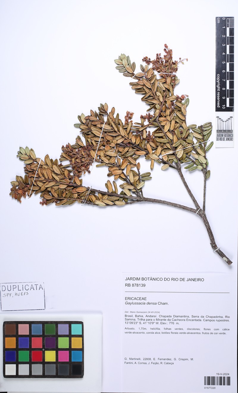 Gaylussacia densa