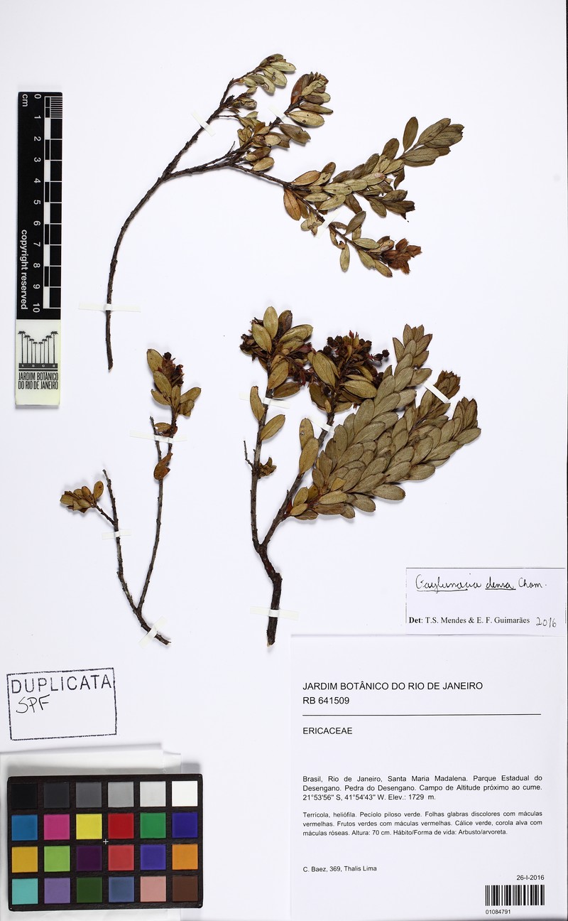 Gaylussacia densa photo 3
