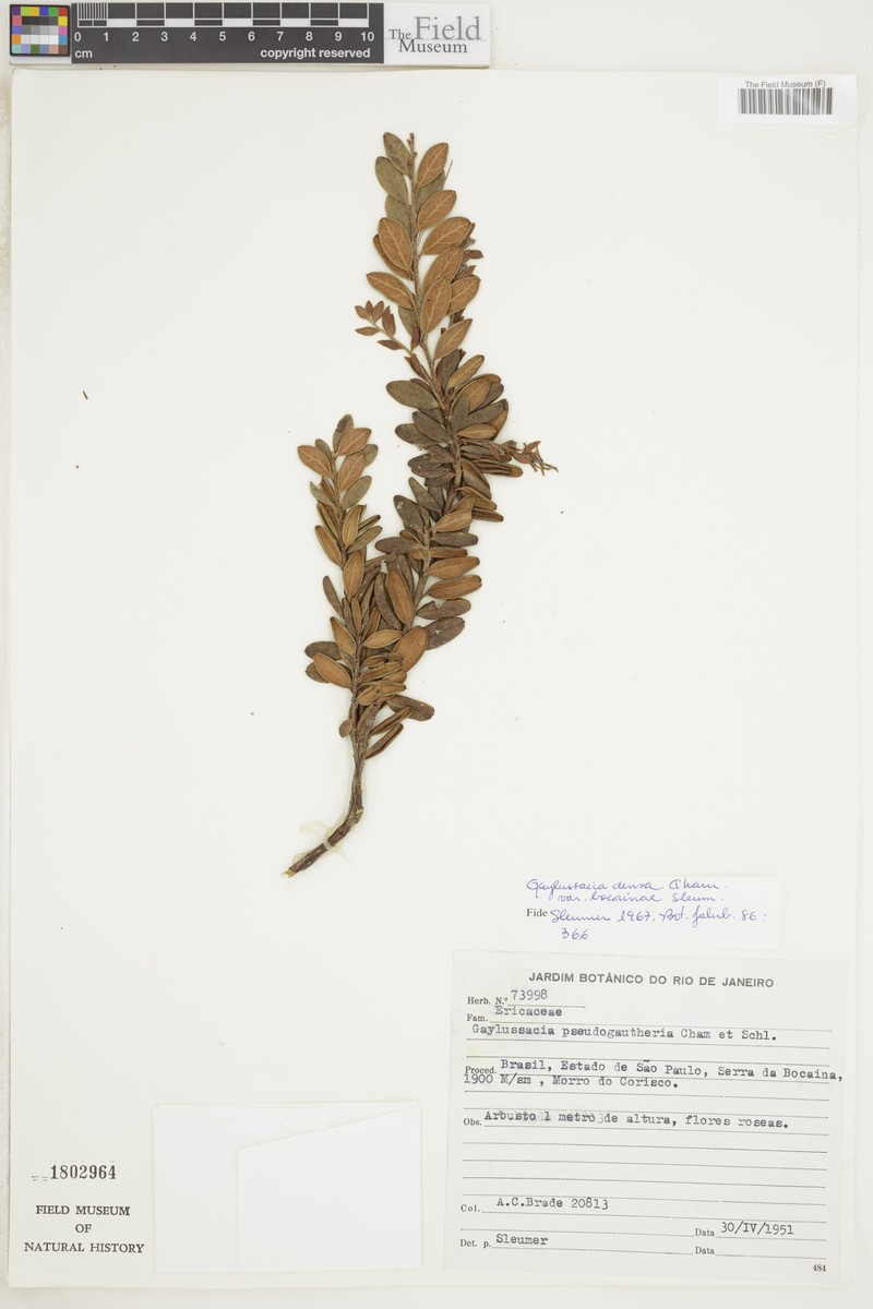 Gaylussacia densa var. bocainae